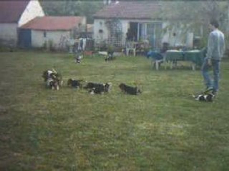 BB HOUND 2