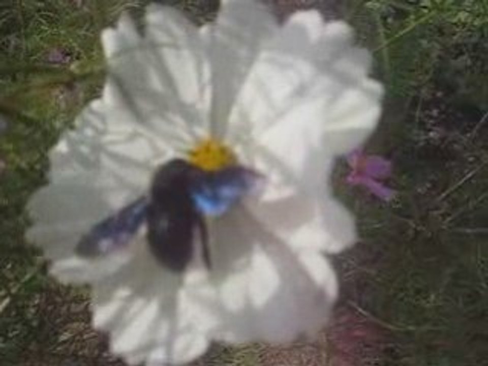 Abeille charpentière