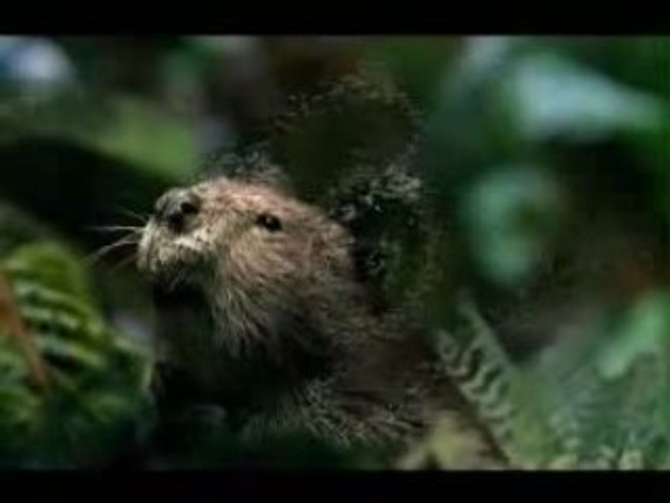 XBOX advert - Mosquito