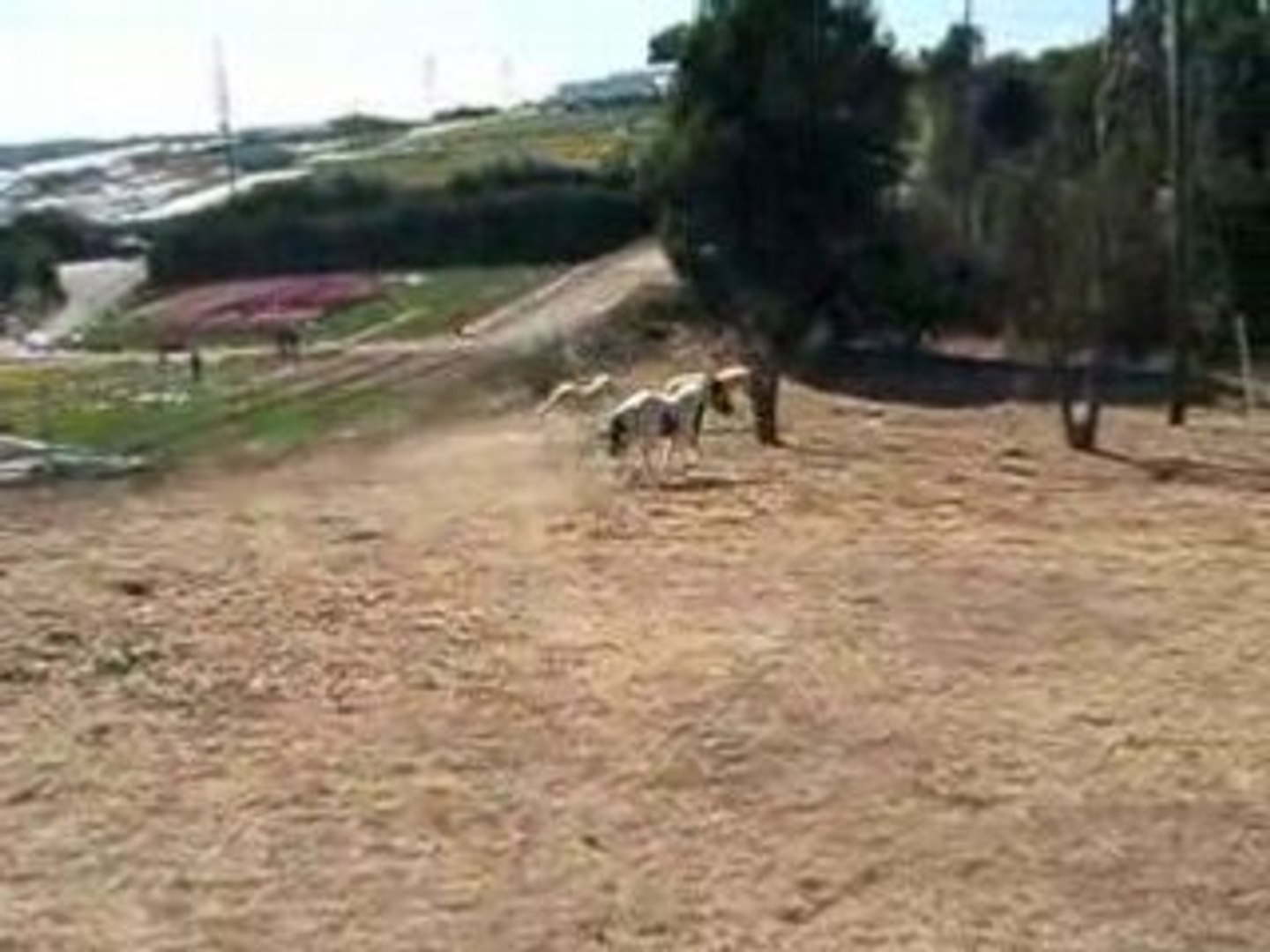 ⁣My Horses Running