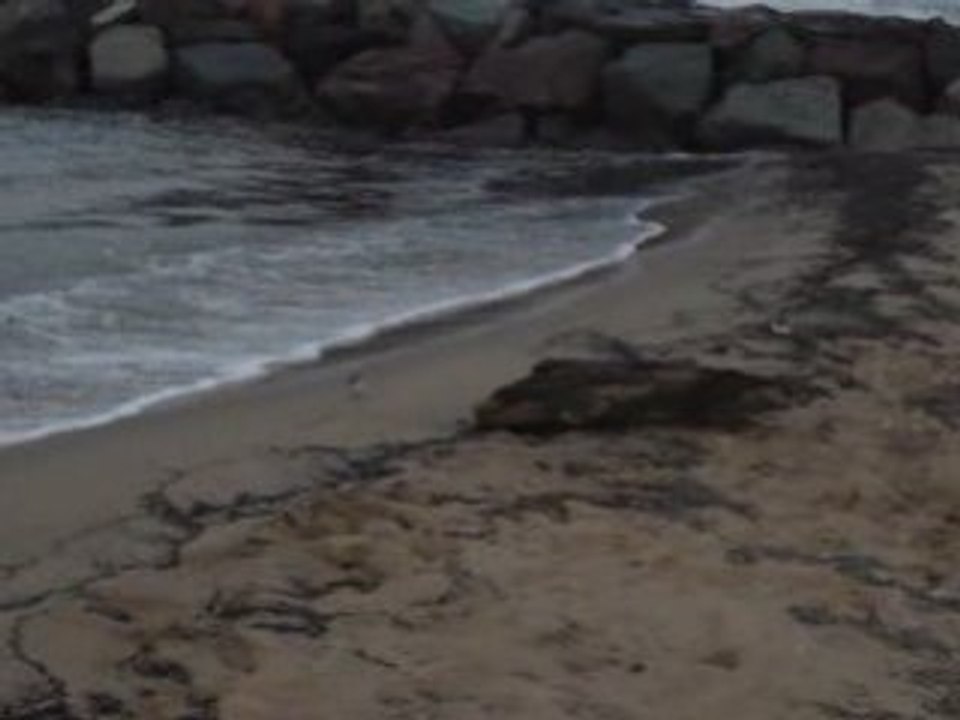 MOV07309
