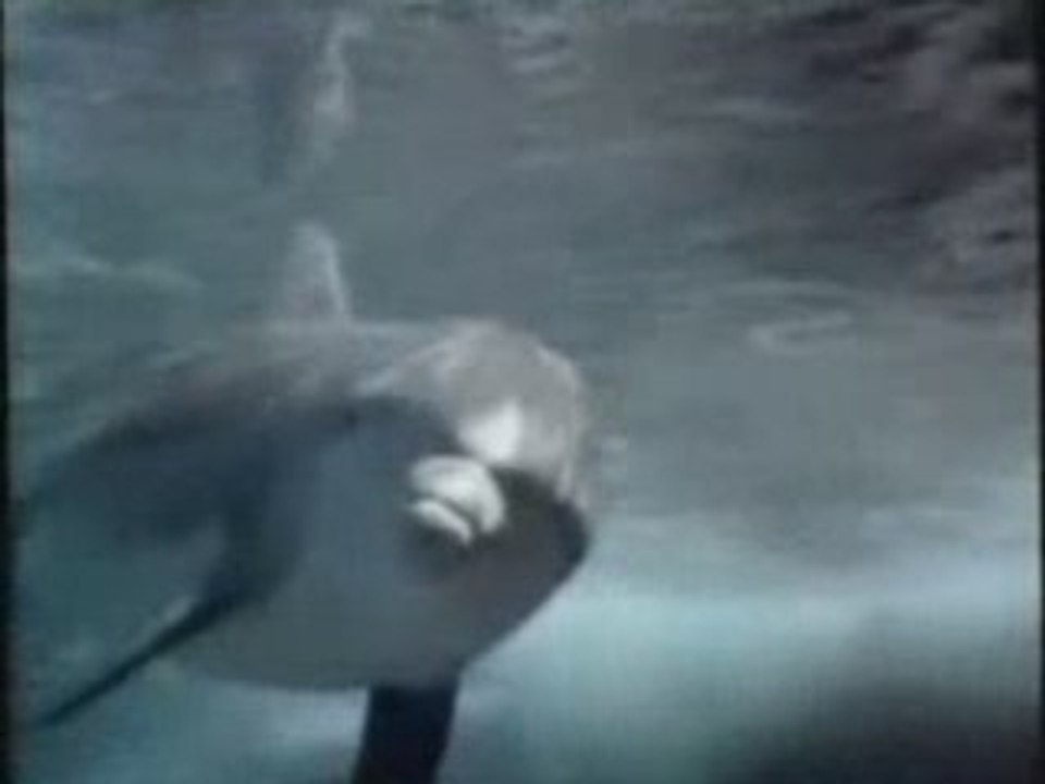 GENERIQUE DEBUT FLIPPER LE DAUPHIN US STEFGAMERS