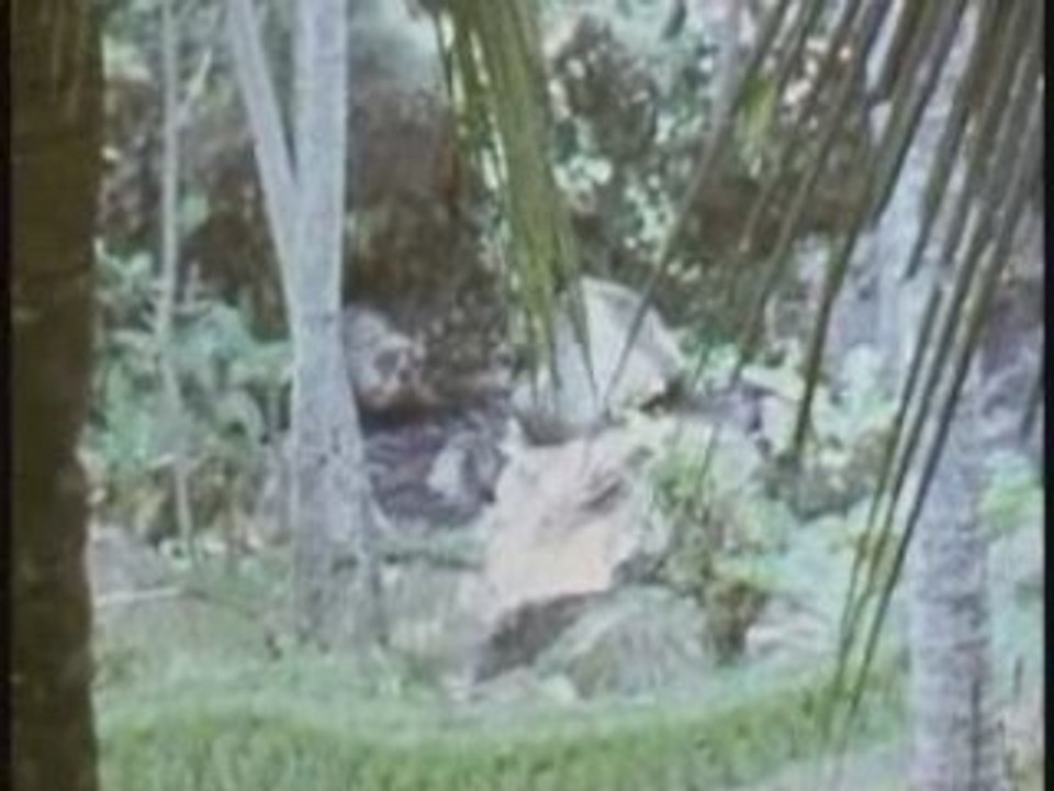 Bali montage 2
