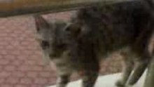 Thirsty cat