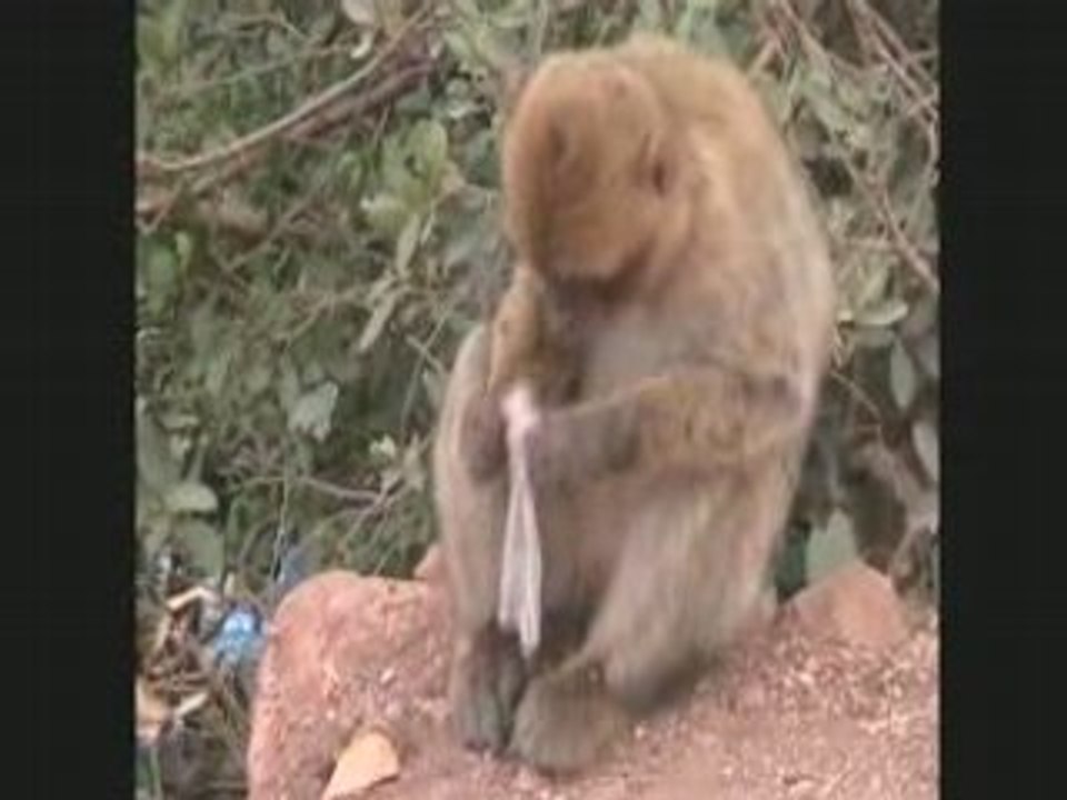 Le singe voleur de cacaouettes