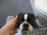 Dog Obedience training - I give you free dog training!
