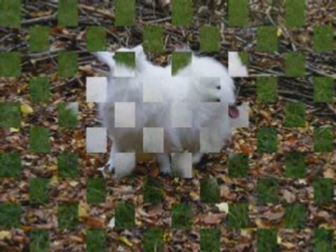 Daisuki Hoshi du Ray de Mussy