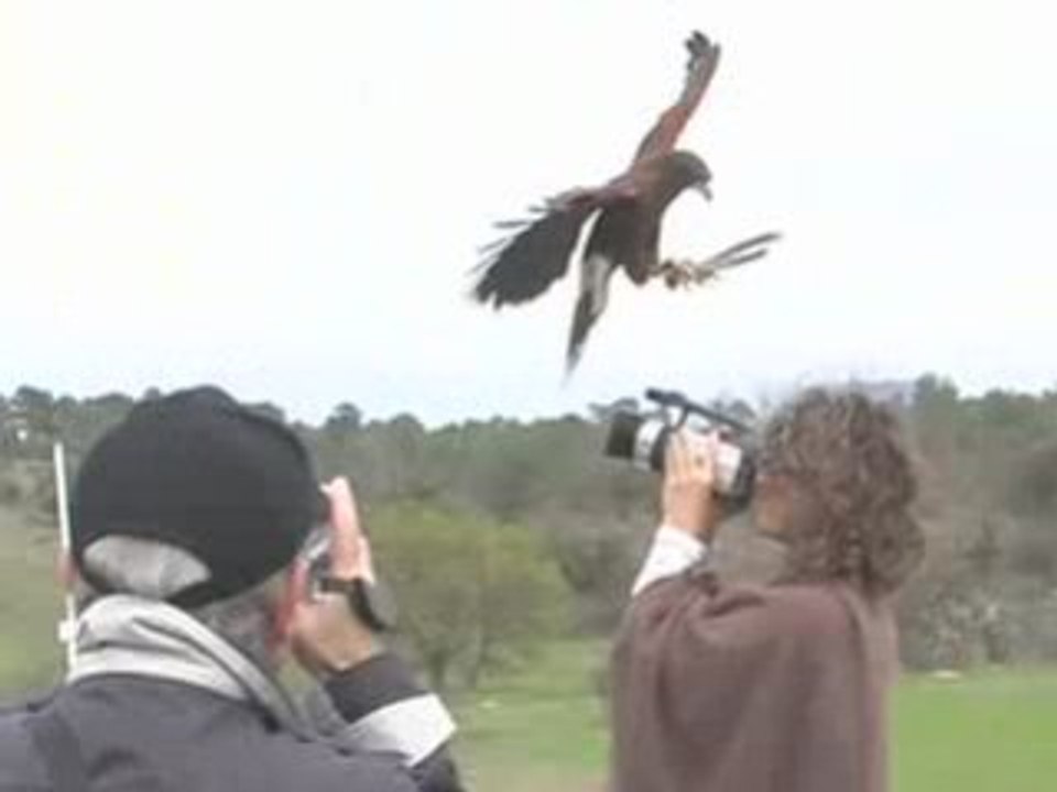 Les rapaces
