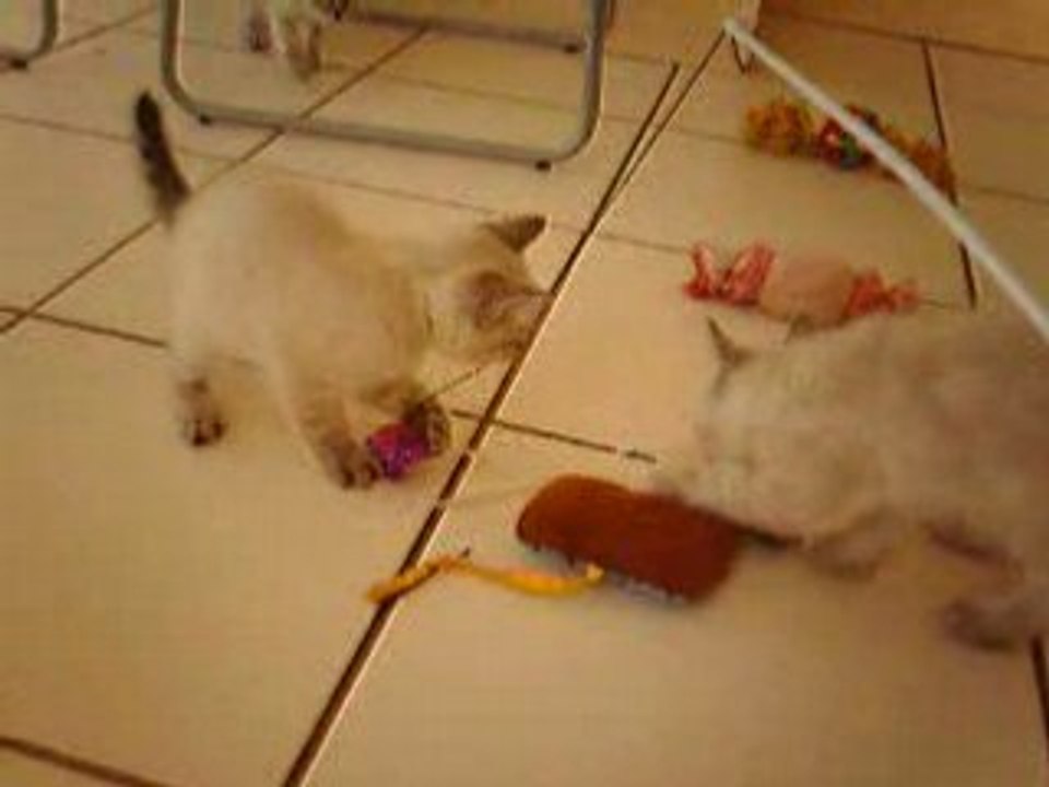 Chatons
