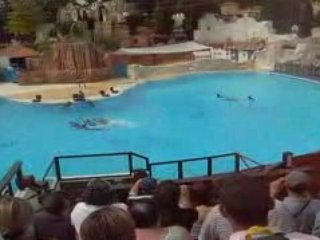 SPECTACLE AQUATIQUE