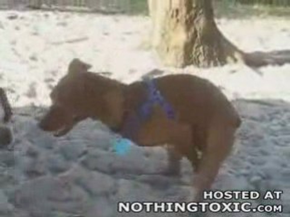 Branlette de chien