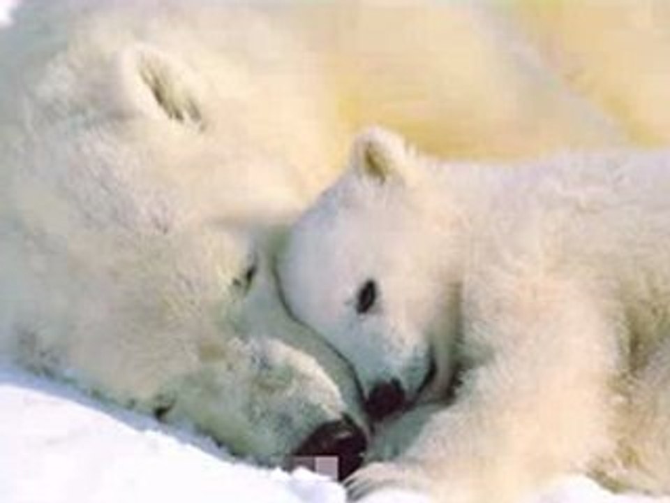 Bear Blessings