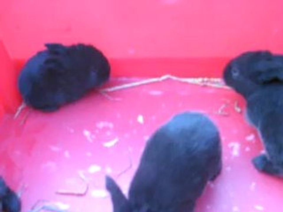 bébés Caramelle & Emilio à 18 jours MVI_4493