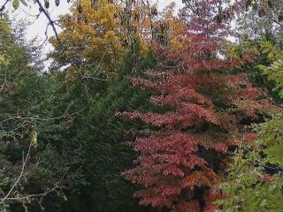 Les couleurs de l'Automne (Cantal)