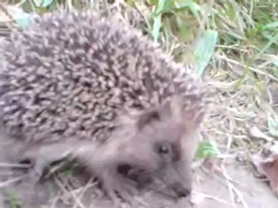herisson