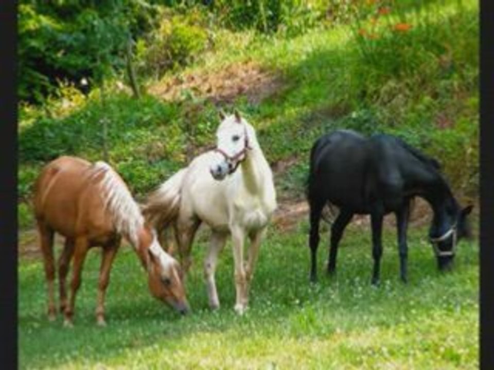 I'm Yours ~ A video about a girls LOVE for Horses