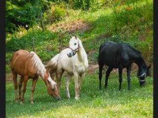 I'm Yours ~ A video about a girls LOVE for Horses