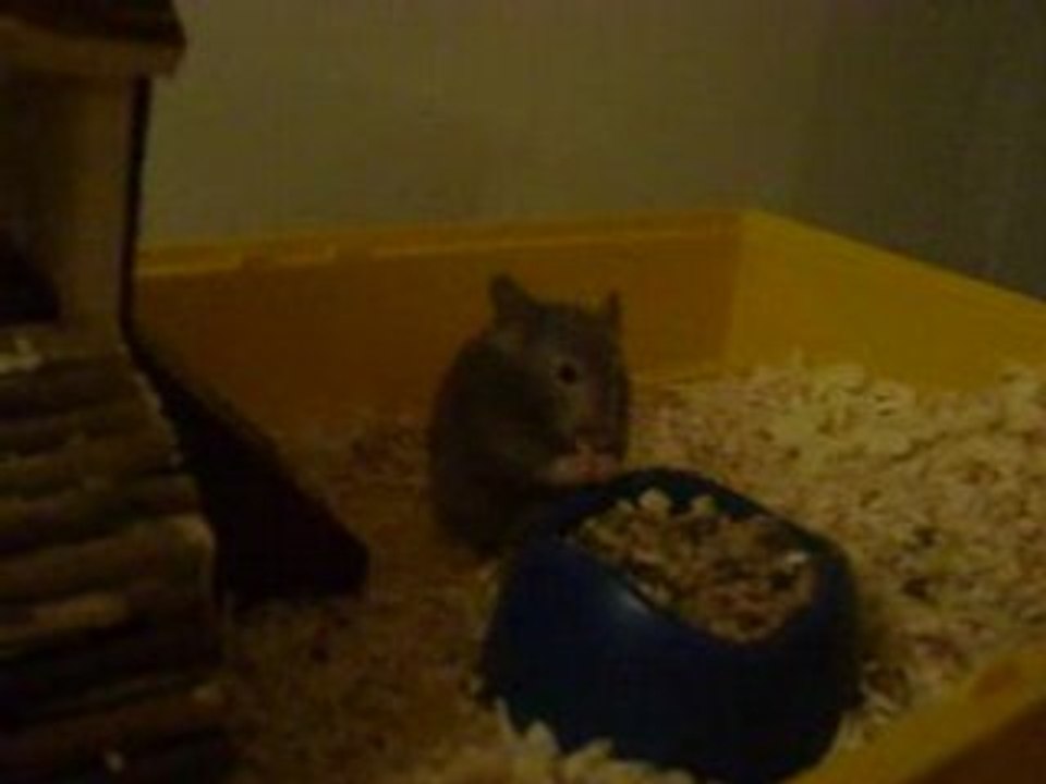 Piwi le Goinfre