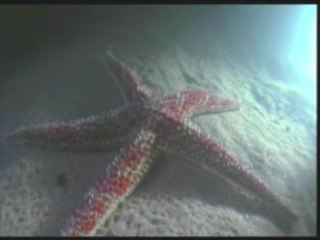 DEEP THINKING 1 2/4 www.harunyahya.com