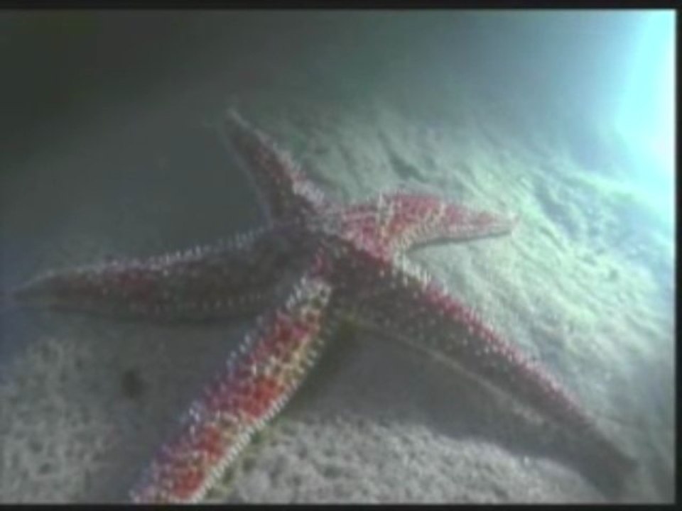 DEEP THINKING 1 2/4 www.harunyahya.com