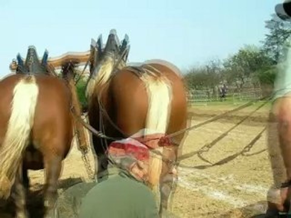 CHEVAUX DE TRAIT EN CONCOURS