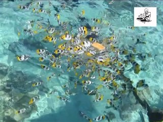 Tahiti Music Parahi Oe - Dr Mix Divx Video Rmx