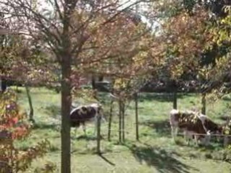 Drabinette-1