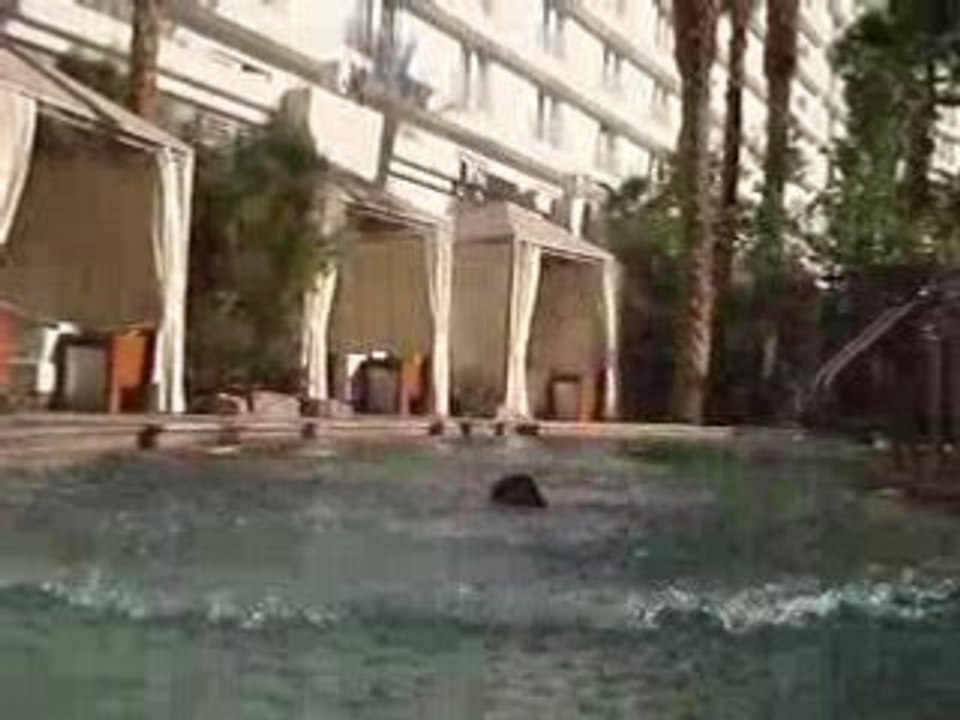 Flippin' Flip