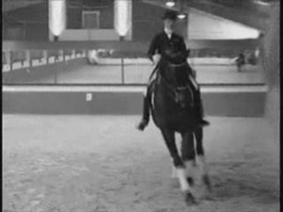 Chevaux de dressage