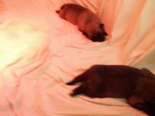 C'est l'heure de la sieste !