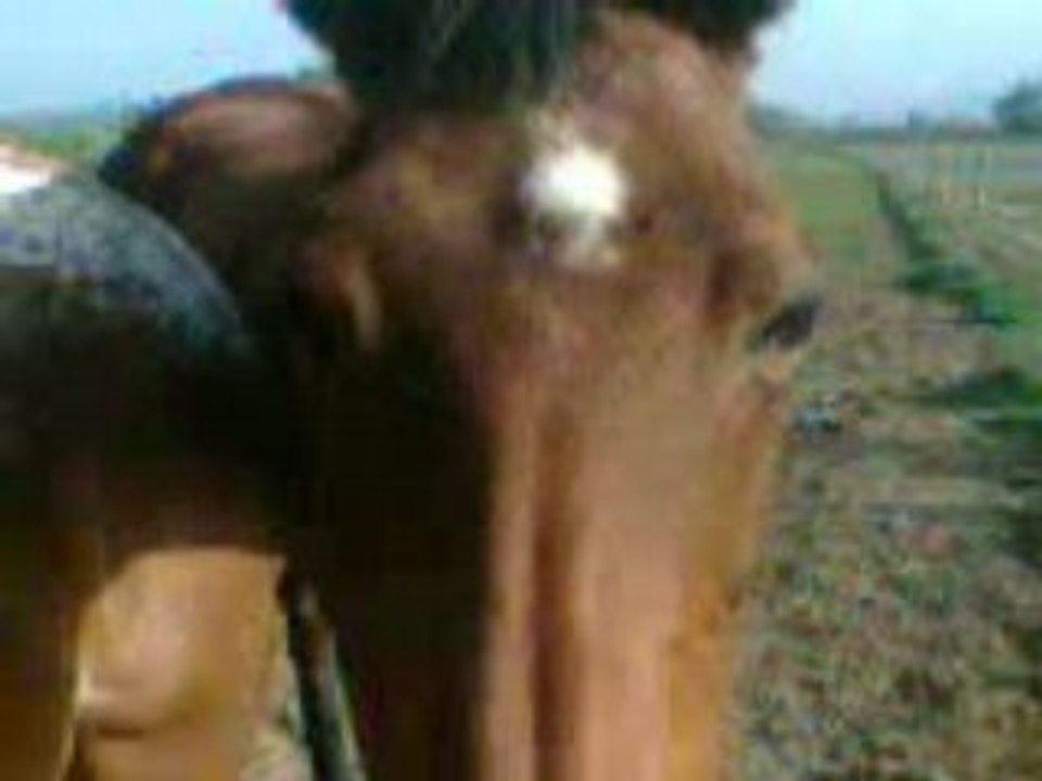 Ophélie et les poulains de Cheval et Soleil