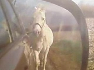 Bérénice qui galope derriere la voiture