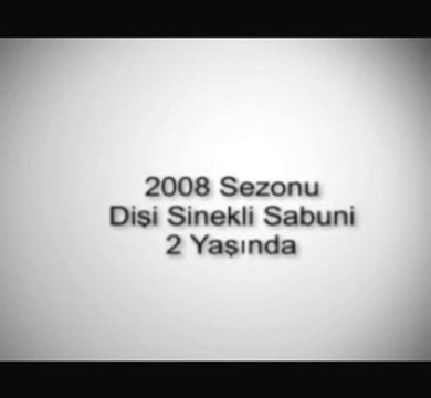 Güvercin, Oyun Kuşu