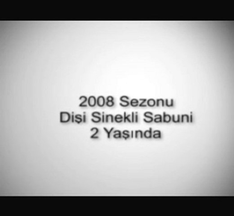 Güvercin, Oyun Kuşu