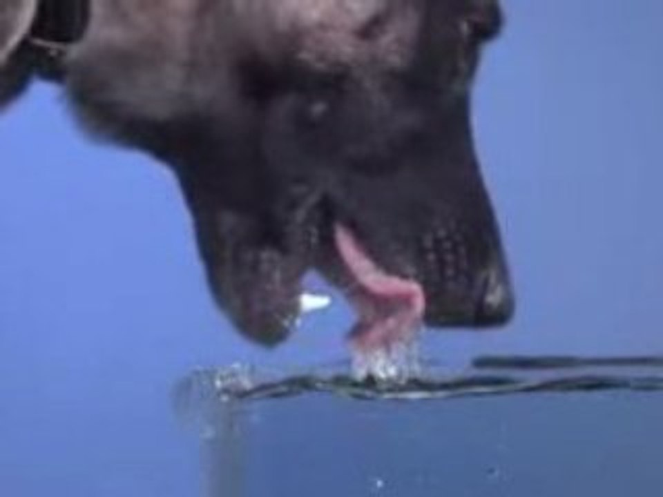 Chien lappe slow motion