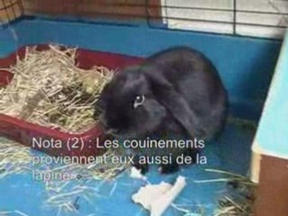 Agressivité Lapine