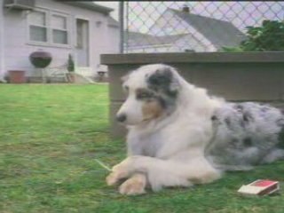 Pourquoi les chiens sortent dehors