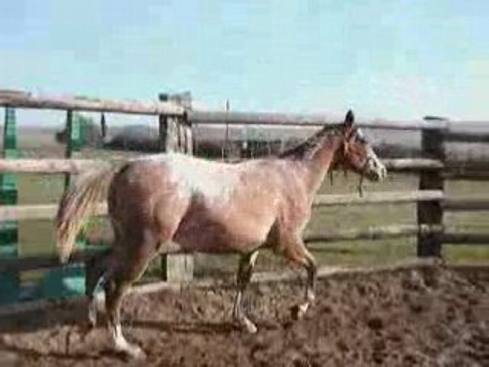Go Miracle FIne, poulain appaloosa