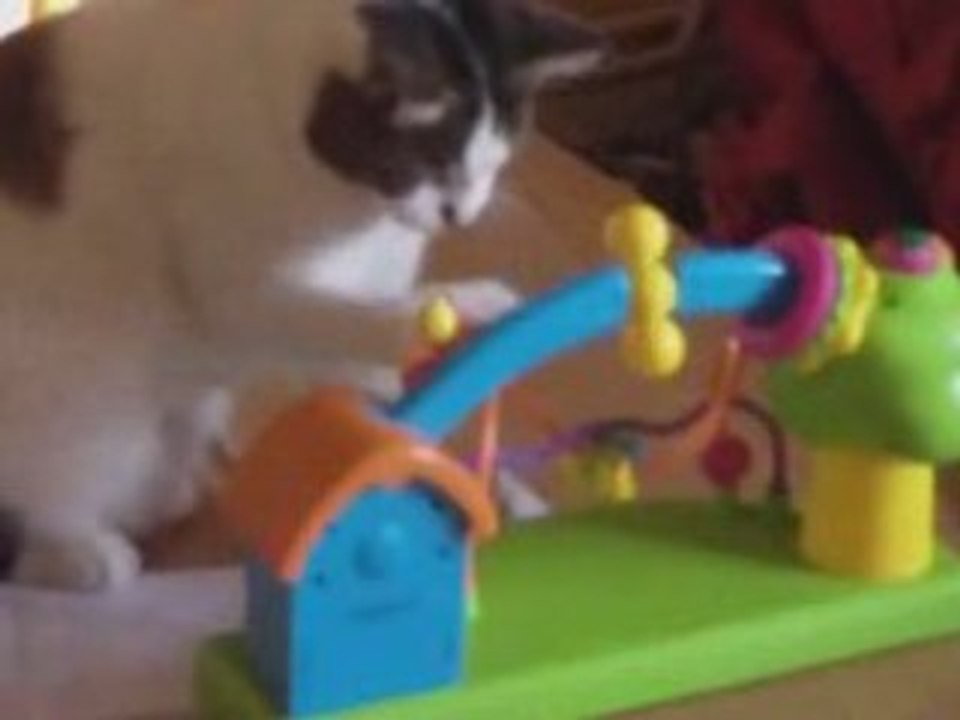 Nala qui s'amuse