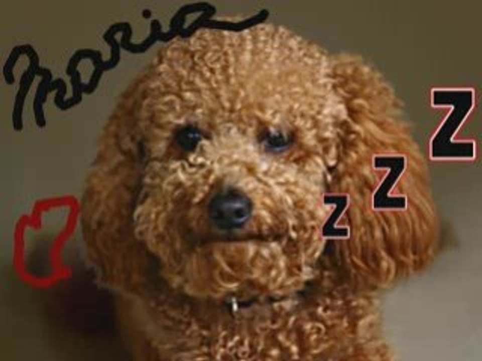 mon chien qui chante