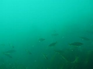 cent lieus sous trégana