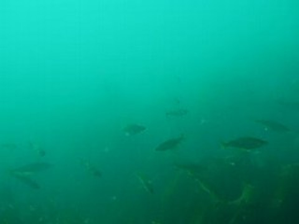 cent lieus sous trégana