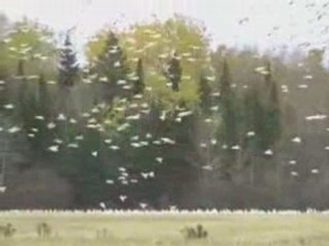 Vol des oies blanches