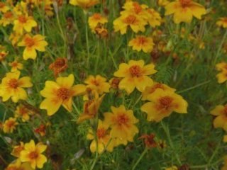 Automne et fleurs du jardin