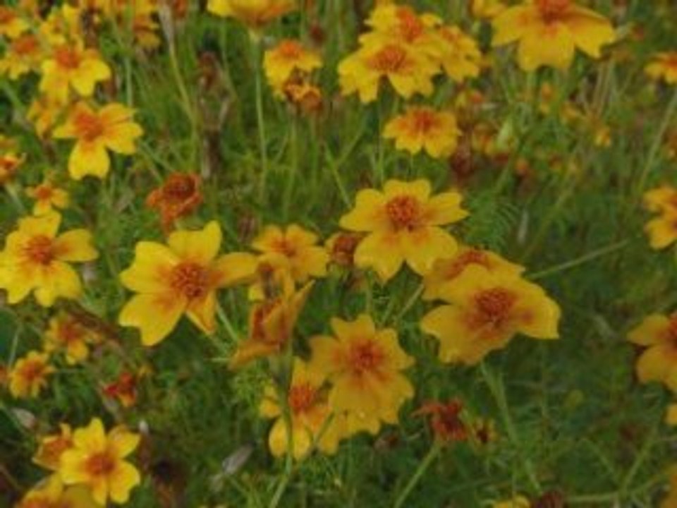 Automne et fleurs du jardin