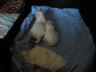 Premiers pas des bébés de Betty