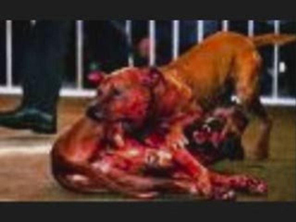 Animaux