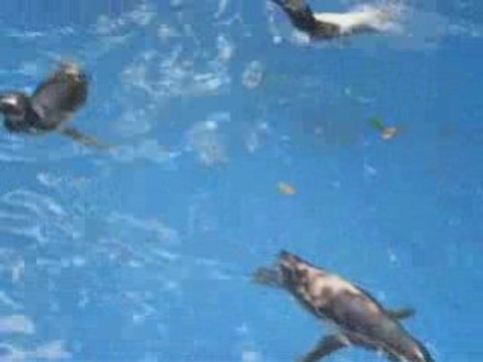 Der Pinguin