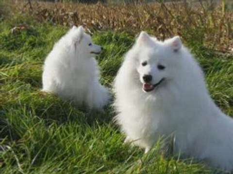 Aïko Boy et Daisuki Hoshi du Ray de Mussy