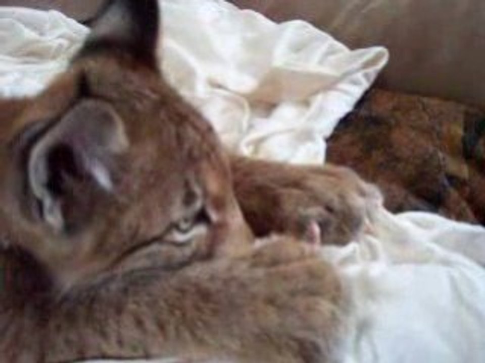 bébé Lynx